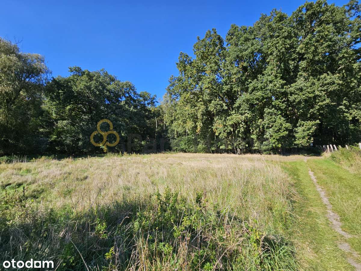 Działka przy lesie - 1000 m² - Pełny obrazek: 5/6