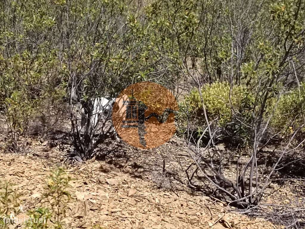 TERRENO COM 34.700 M2 - POSSIBILIDADES DE CONSTRUIR UM ARMAZEM - PR...-18