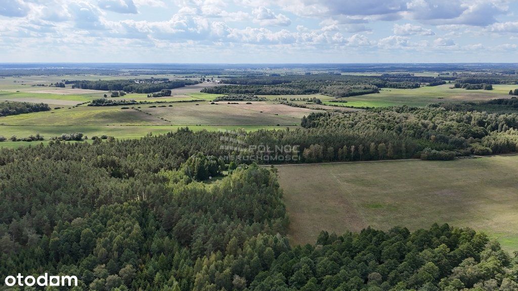 50-letni Las Brzoza Sosna Gmina Rajgród