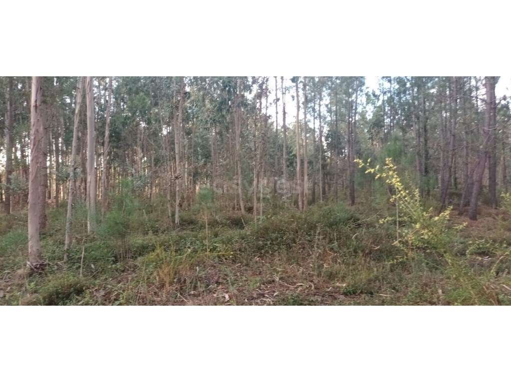 Terreno localizado em zona urbana com viabilidade para construção d... - Grande imagem: 4/18