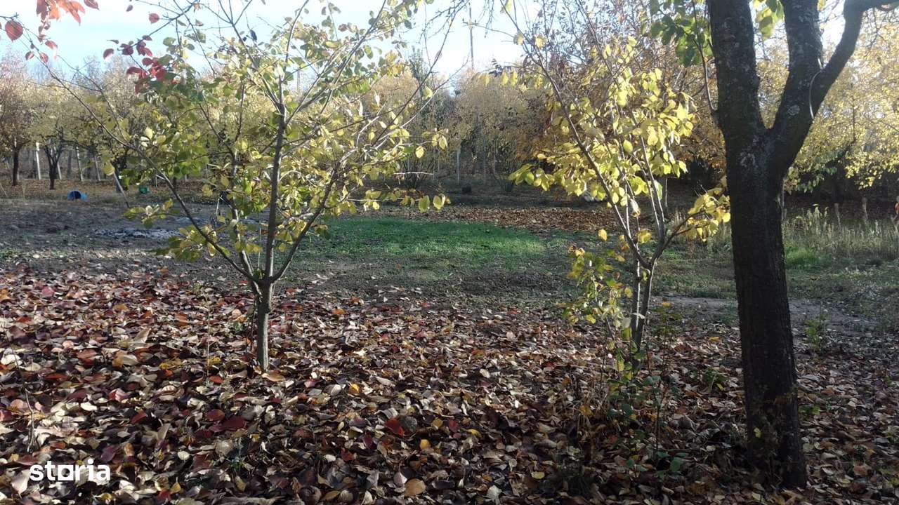 teren intravilan Ghercesti,utilitati,33m deschidere,1550 mp - Imagine principală: 5/5