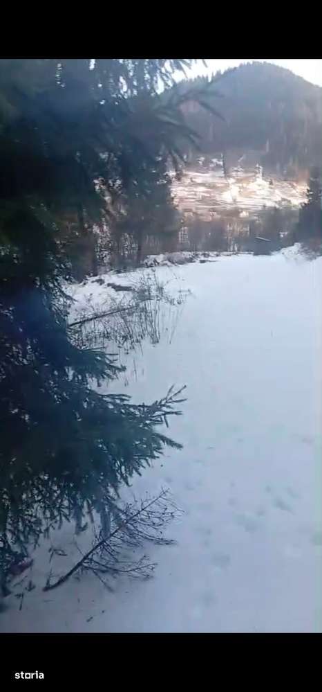 Teren langa padure 8179 mp , cu izvoare de munte-1