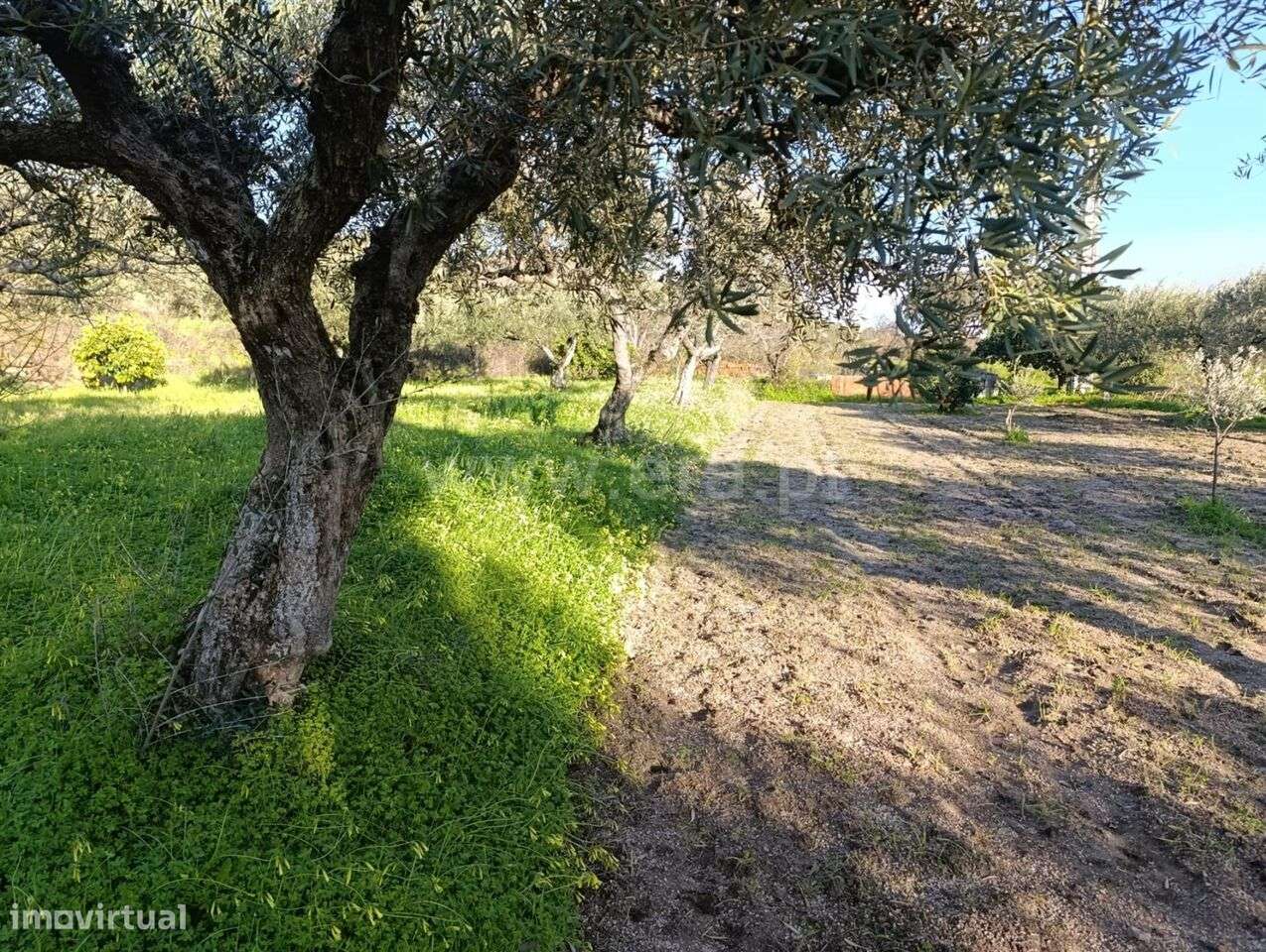 Terreno / Fundão, Vale de Prazeres e Mata da Rainha - Grande imagem: 3/11