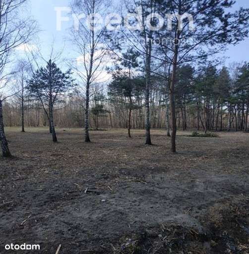 Działka budowlana 3000m2 Ludwików - Pełny obrazek: 4/8