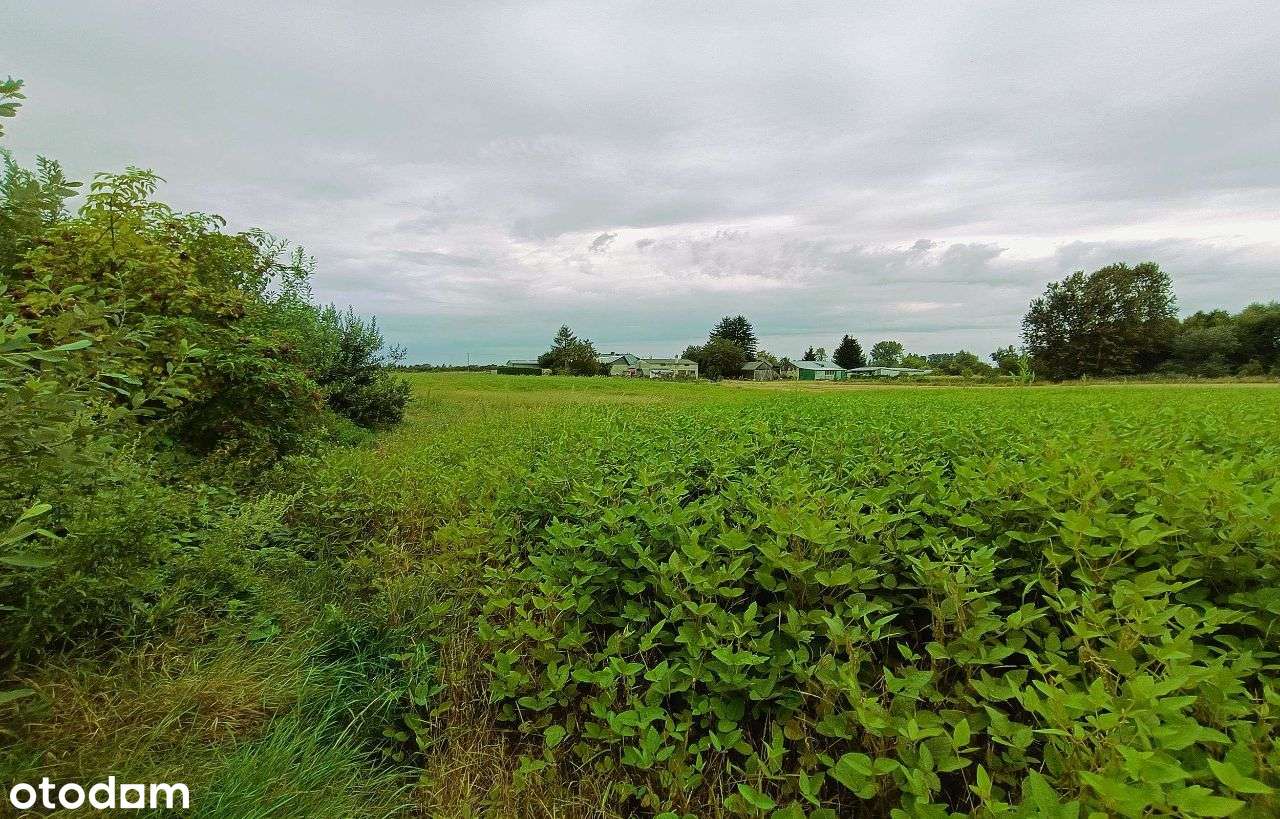 Działki rolne, Werbkowice - Pełny obrazek: 5/7