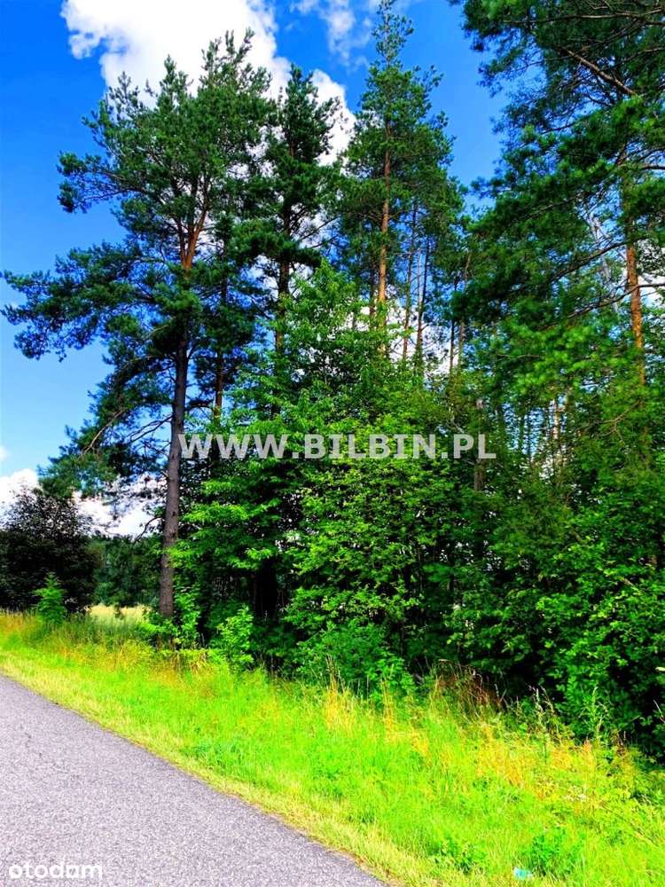 Kup działkę leśną w ładnej okolicy ! - Pełny obrazek: 5/11