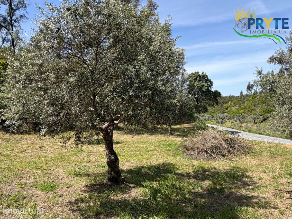 Terreno com uma ruína não registada a 6 quilómetros da Sertã-15