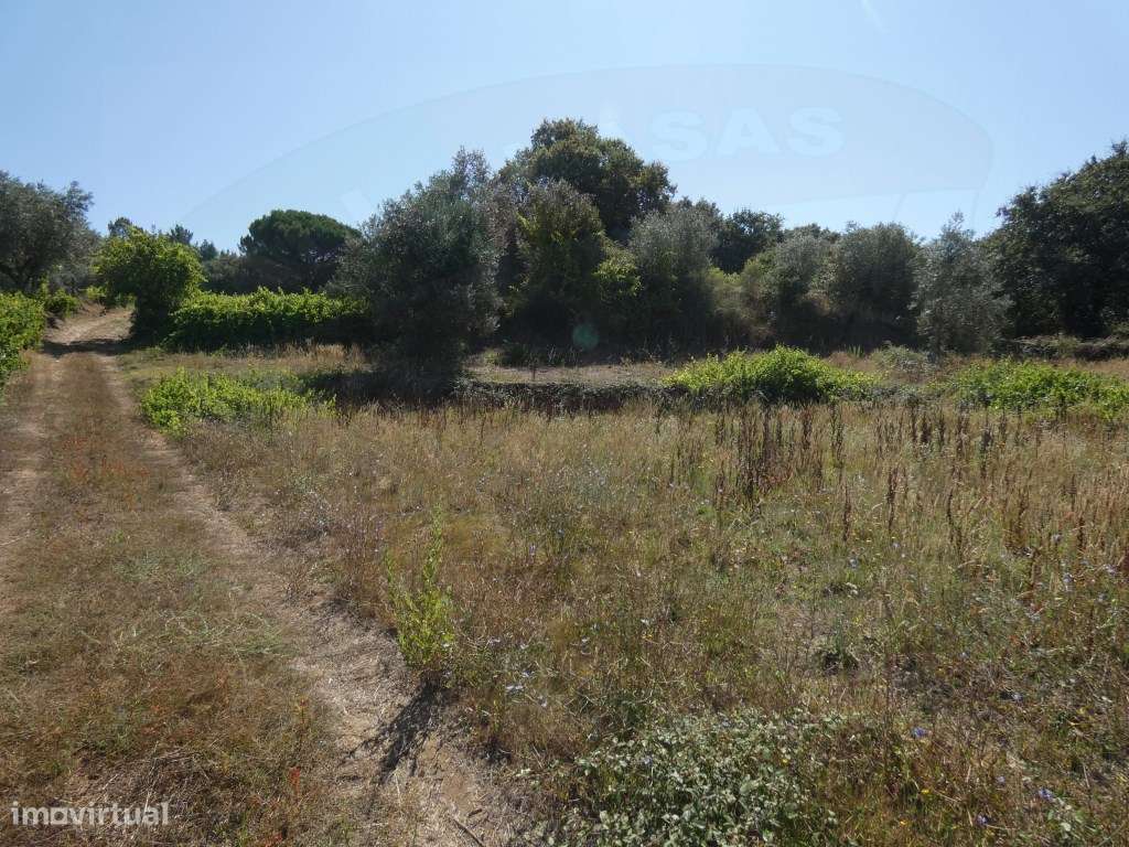 Terreno rústico com 3240m2 em Benfica, Tomar - Grande imagem: 5/8