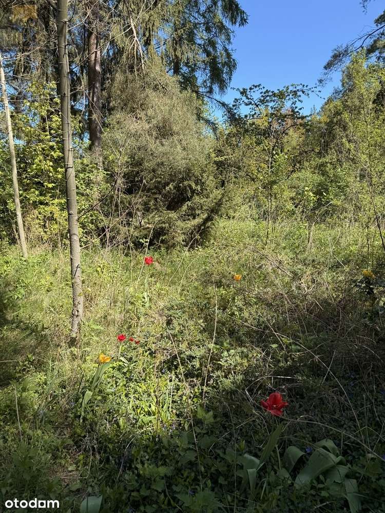 Działka z domkiem – blisko Narwi i jeziora Klucz - Pełny obrazek: 5/5