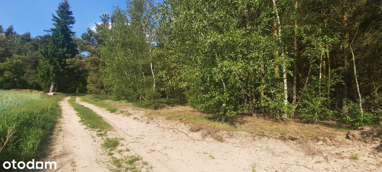 Działka SIEDLISKOWA 1MR 40km od Poznania lasy  jezioro, stadnina koni-8