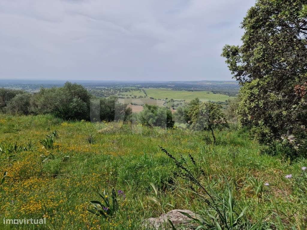 Terreno na Encosta do Castelo de Monsaraz-15