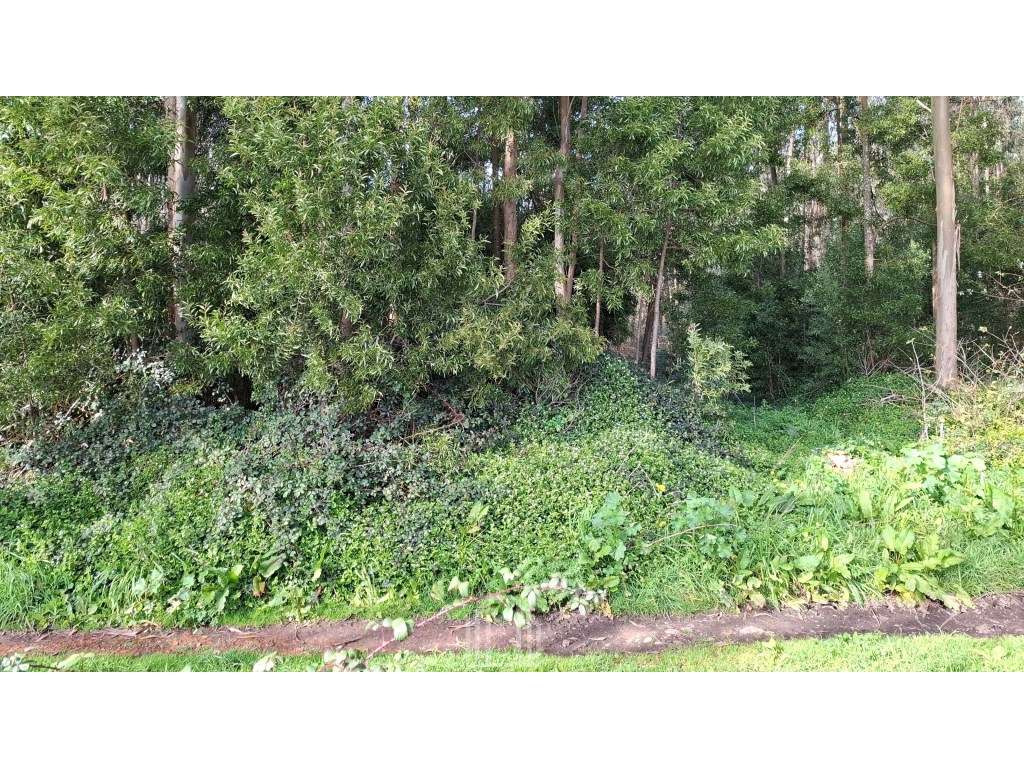 Terreno Rústico - São João, Ovar - Grande imagem: 4/5