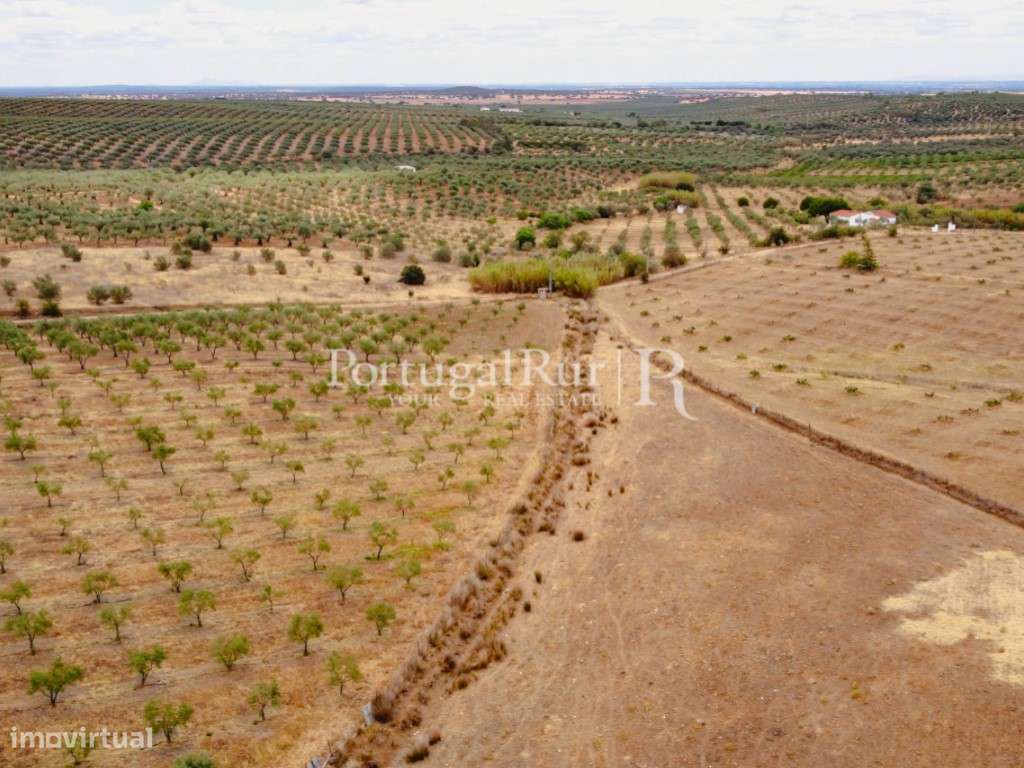 Herdade em Campo Maior com Olival - Grande imagem: 5/44
