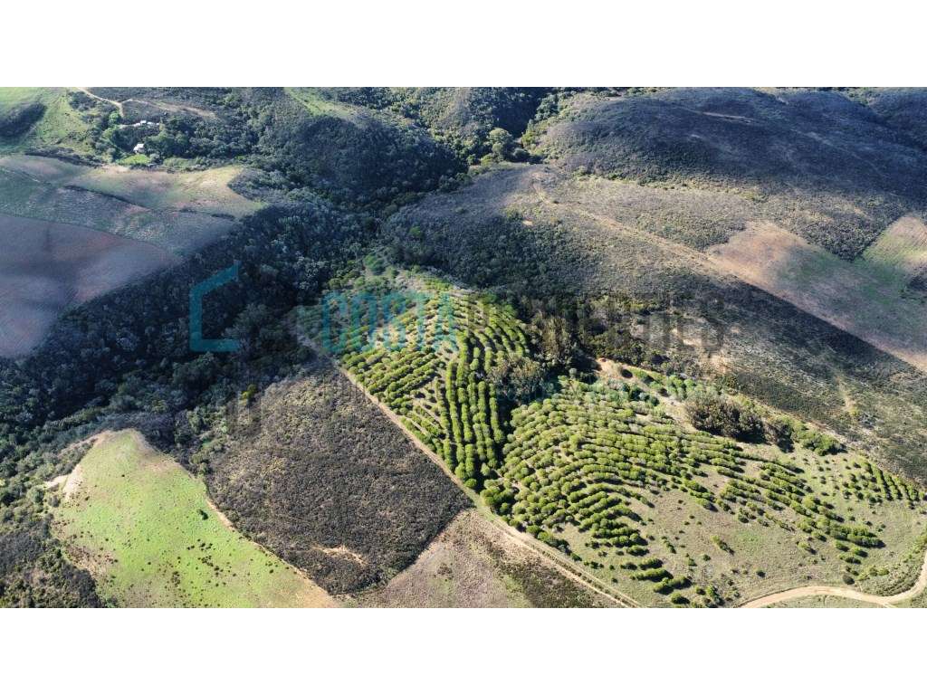 Terreno com Sobreiros a poucos minutos da Vila do Bispo - Grande imagem: 5/16