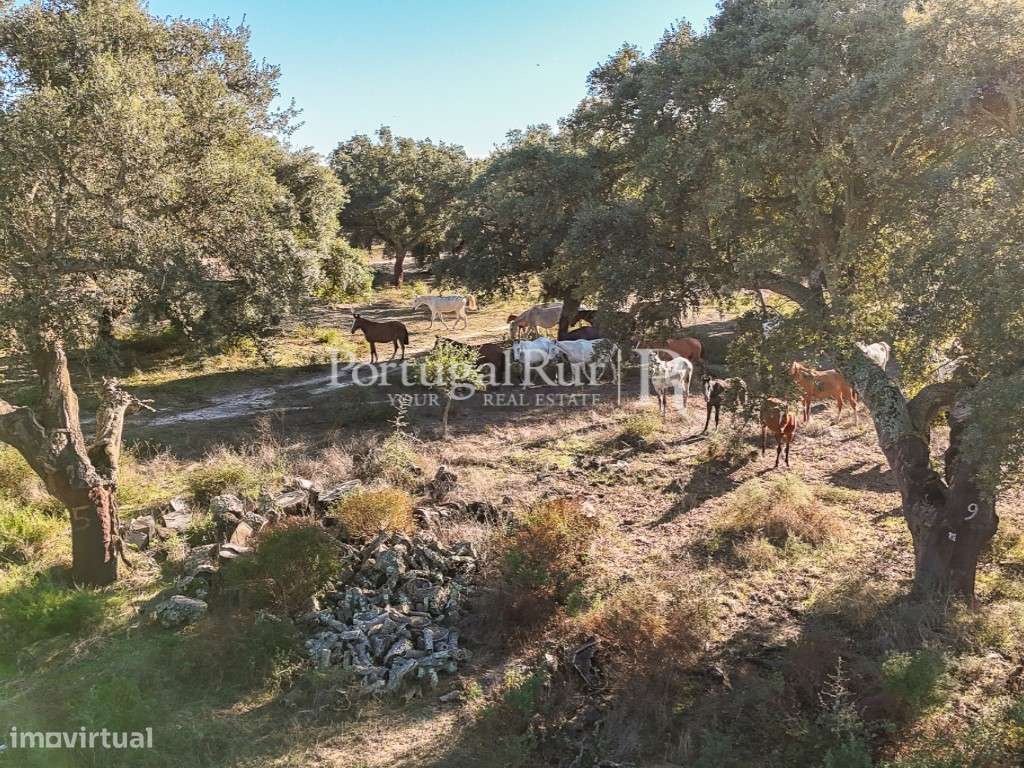 Herdade de 60 hectares para criação bovina e equina perto de Lisboa-36