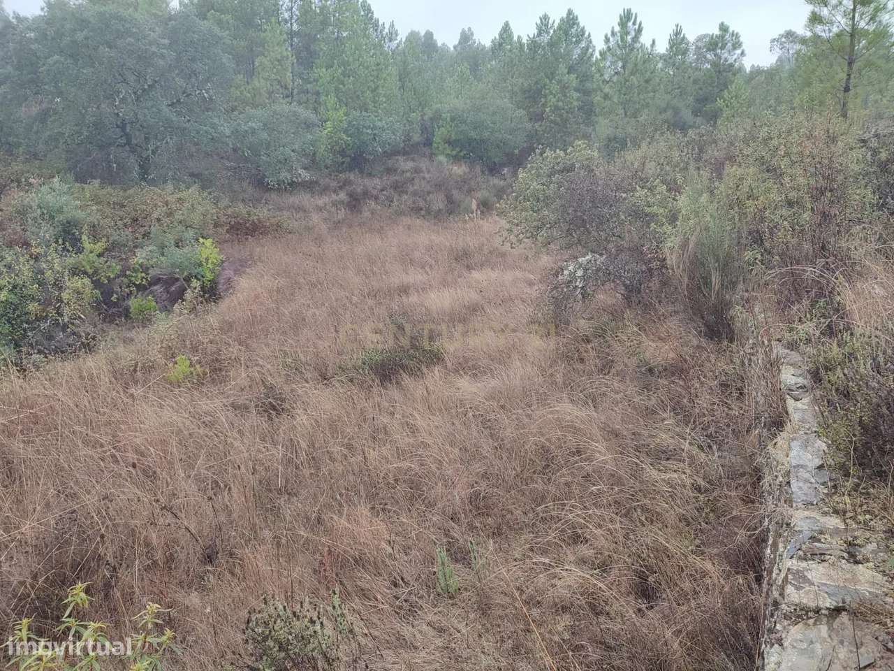 Terreno Rústico com 14.000m2, Chã da Vâ, Castelo Branco - Grande imagem: 2/11