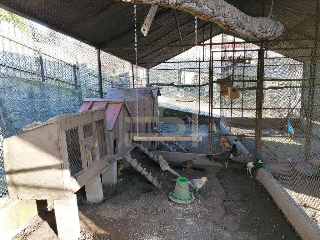 Terreno com 2.430 m² e Ruína em Ribeirão-16