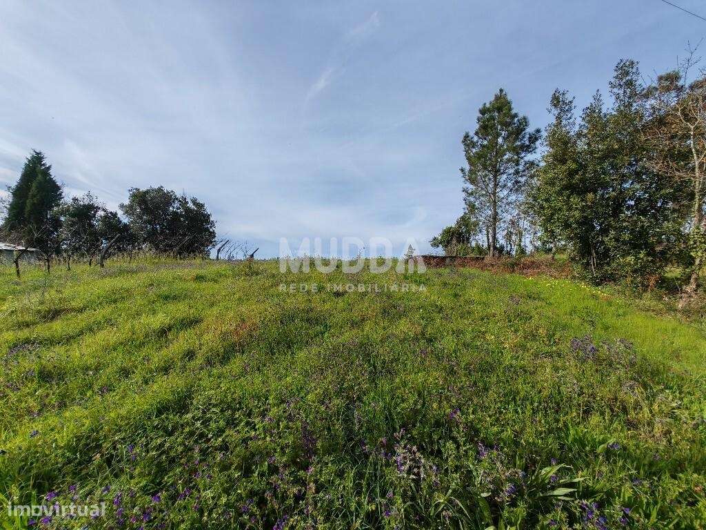 Terreno rústico para construção, em são João de Loure e Frossos, Alber - Grande imagem: 5/6