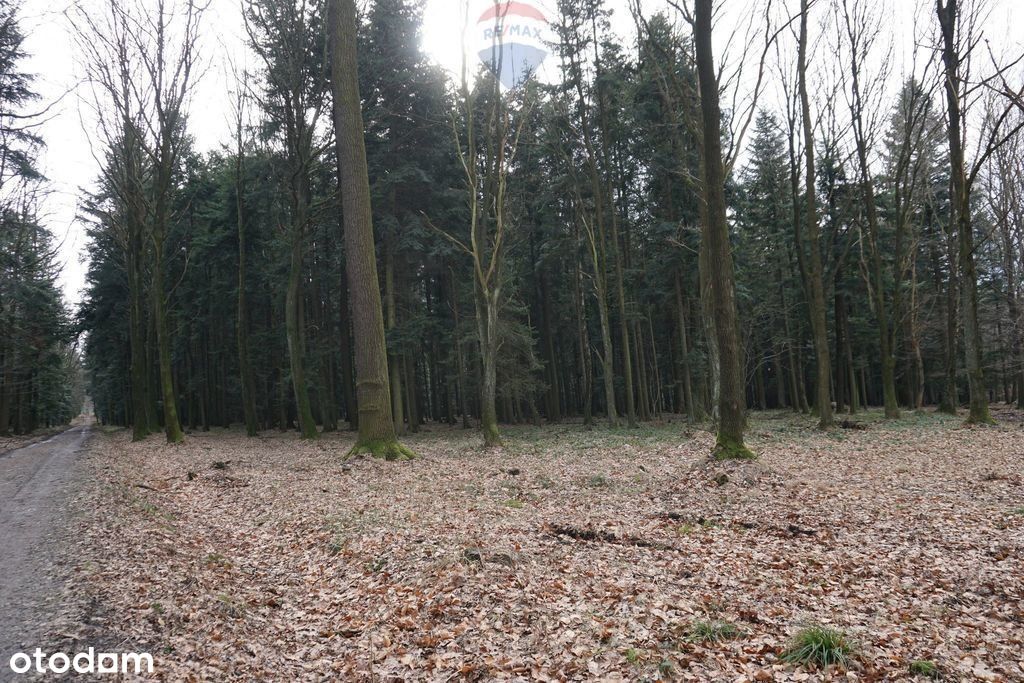 Działka leśna Budzów, powiat suski, małopolska