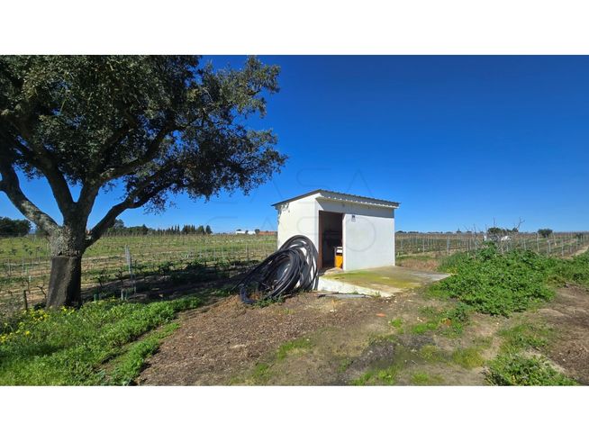 Herdade de 28.000m2 com vinha moscatel e habitações-16