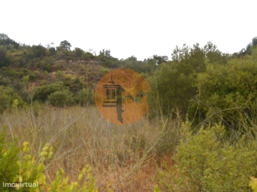 Terreno rústico com árvores de sequeiro - Grande imagem: 4/9