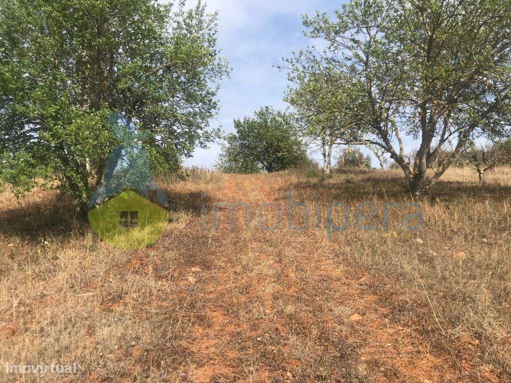 TERRENO RÚSTICO COM ALFARROBEIRAS PERTO DA RIBEIRA - Grande imagem: 3/14