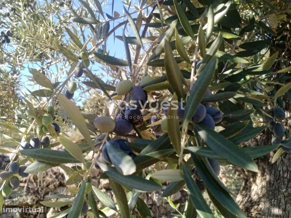 Terreno Rustico excelente localização na aldeia de Póvoa Rio Moinhos - Grande imagem: 2/8