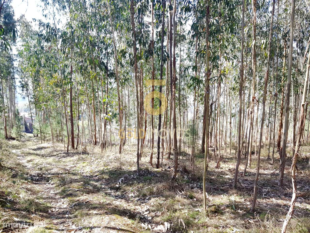 Terreno em Santa Maria de Sardoura - Grande imagem: 5/6