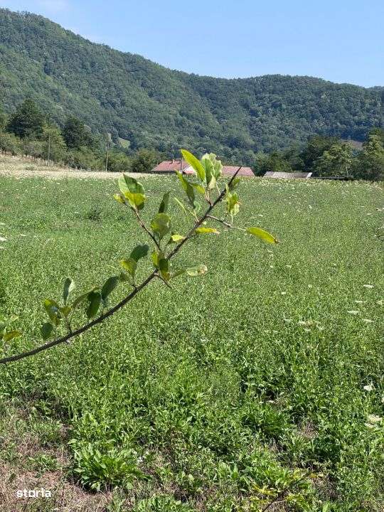 Teren 3600 mp Cheile Nerei – Peisaj de poveste! Oportunitate excelen - Imagine principală: 1/12