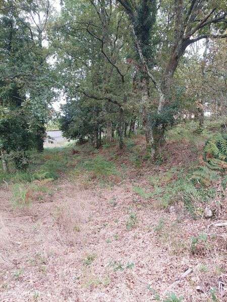 Terreno com 3500m2 em Coura - Grande imagem: 5/6