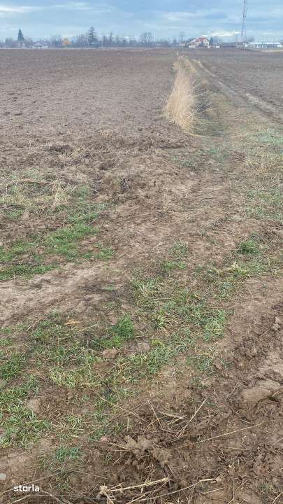 Teren intravilan de vanzare| Ciolpani| Izvorani - Imagine principală: 5/10