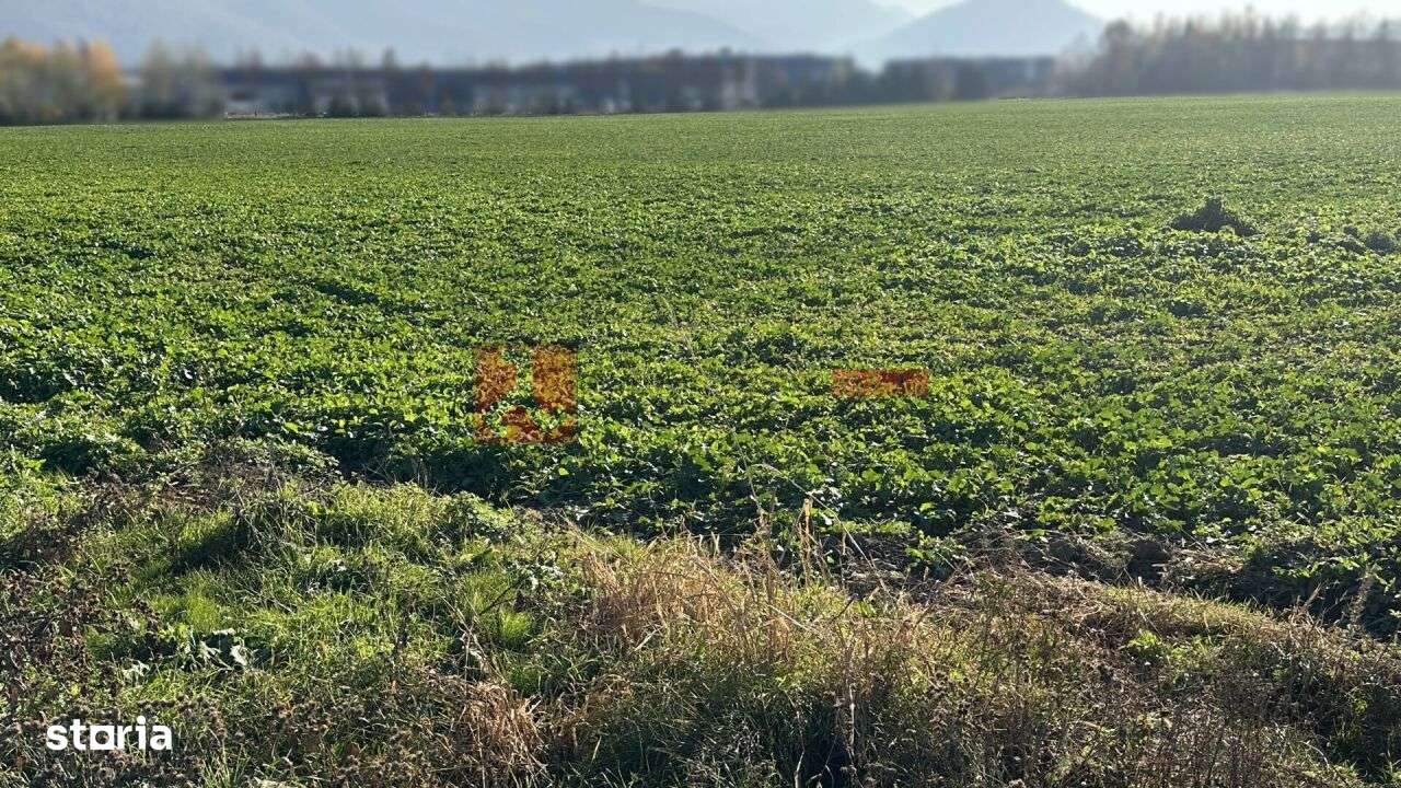 TEREN- 59 545 MP - POZITIONAT STRADAL-5