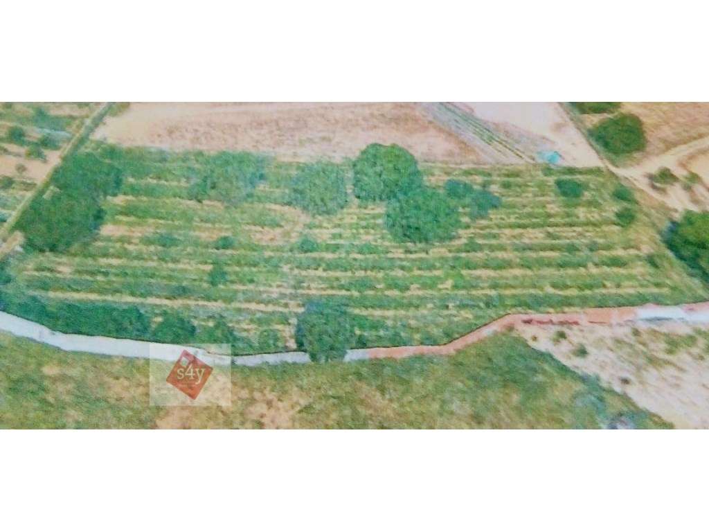 Terreno com 4.400m2 na Quinta do Anjo - Grande imagem: 4/4