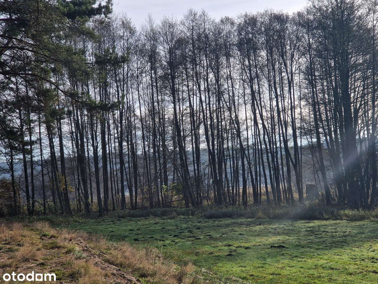 Działka na Kaszubach lasy, rzeka Zbrzyca, lasy, lokalizacja-7