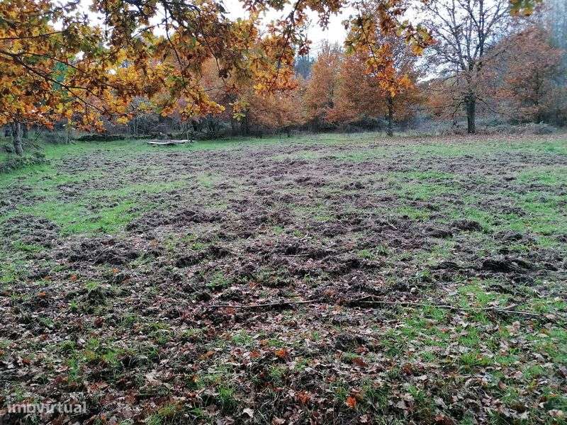 Quinta 20 000 m2 Cabanas de Viriato - Grande imagem: 5/8