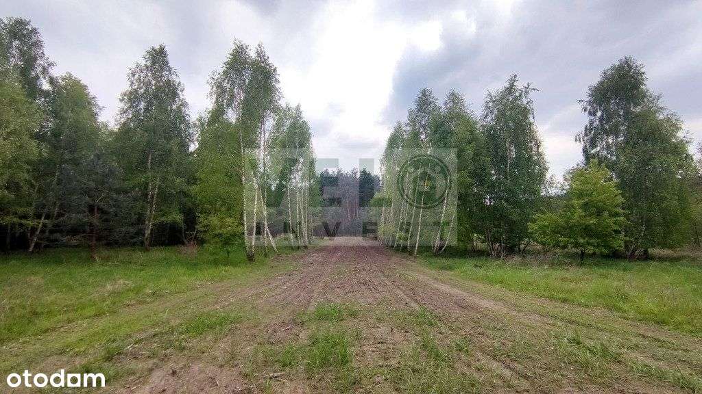 Młodzikówko, gm. Krzykosy - działka budowlana - Pełny obrazek: 4/6