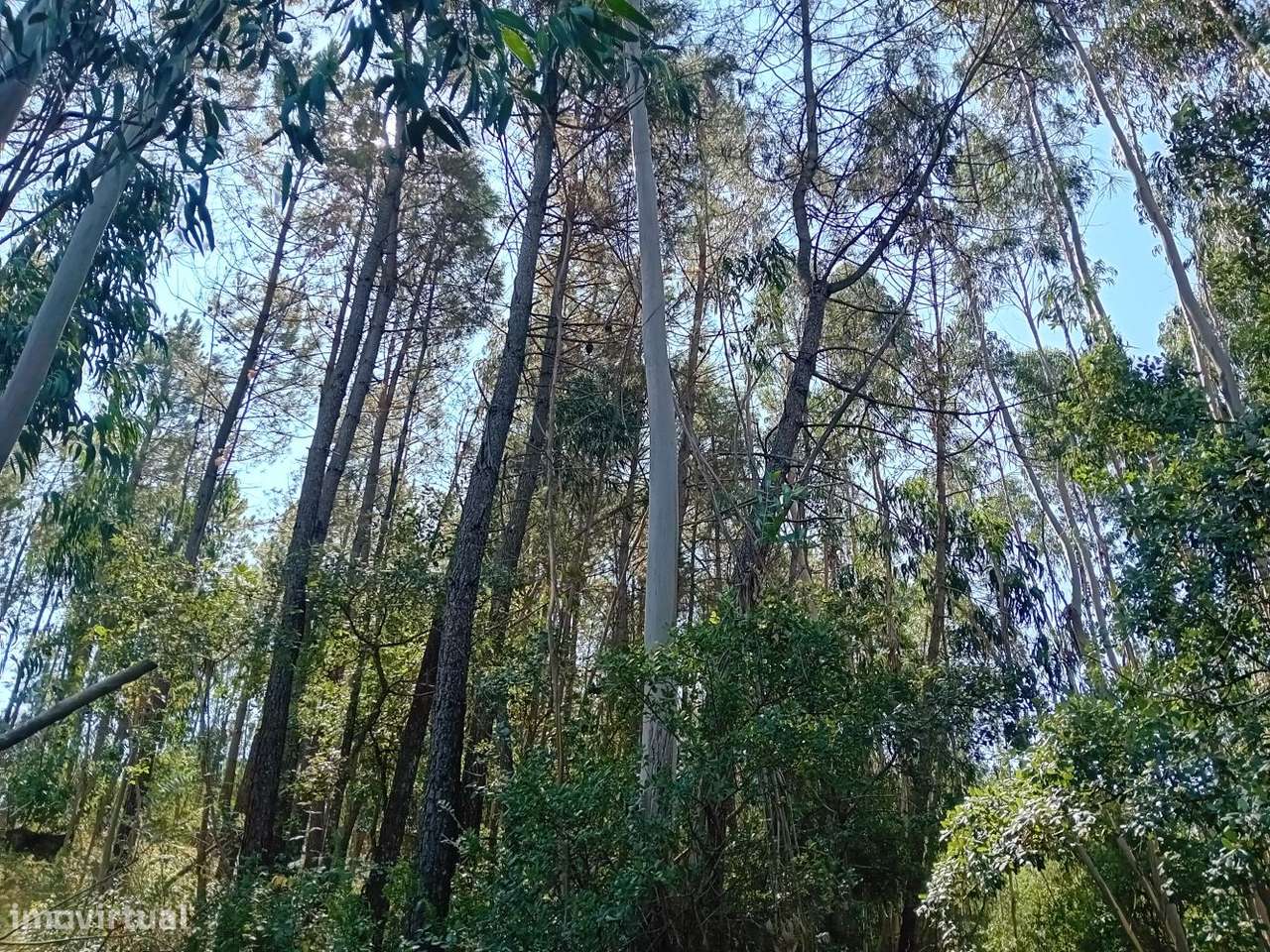 Terreno florestal com eucaliptos e pinheiros, com bons acessos-9