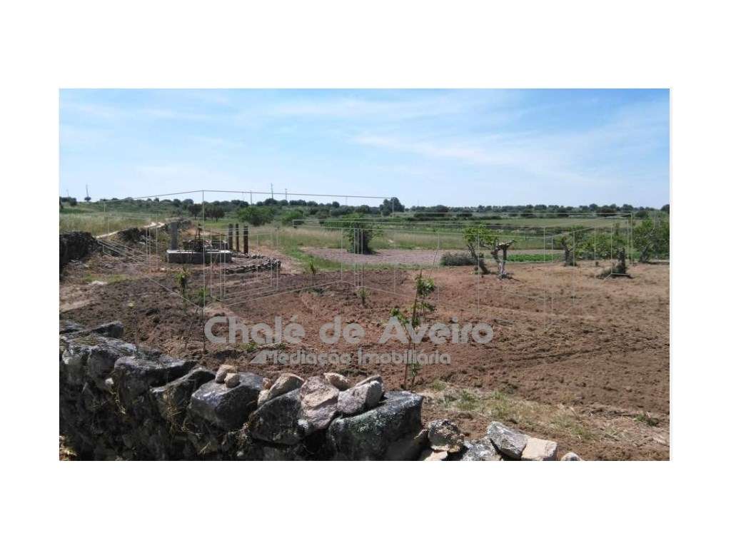 Herdade em Portalegre Com 200 Oliveiras (Nisa)-13