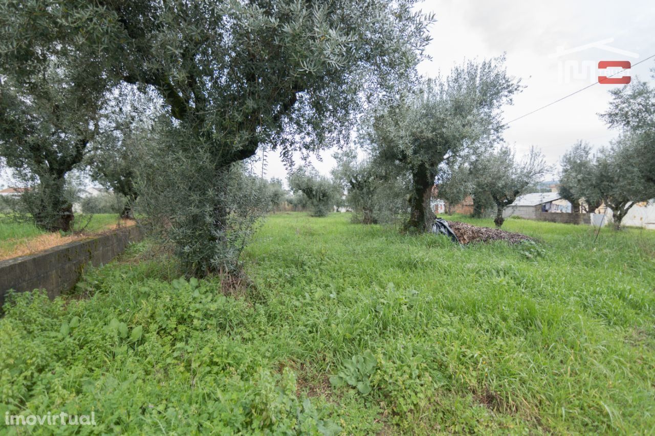 Terreno de semeadura e pousio com 16 oliveiras