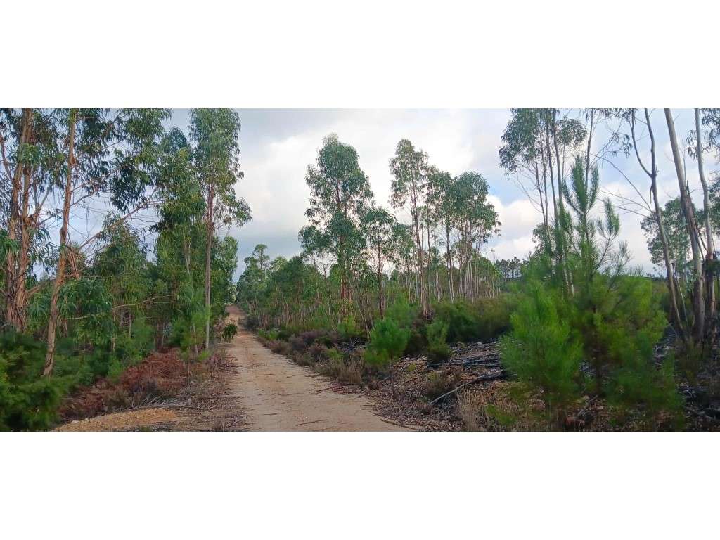 ️ Terreno Rústico com 1.940 m² - Largo, Freguesia de Mação - Grande imagem: 4/8