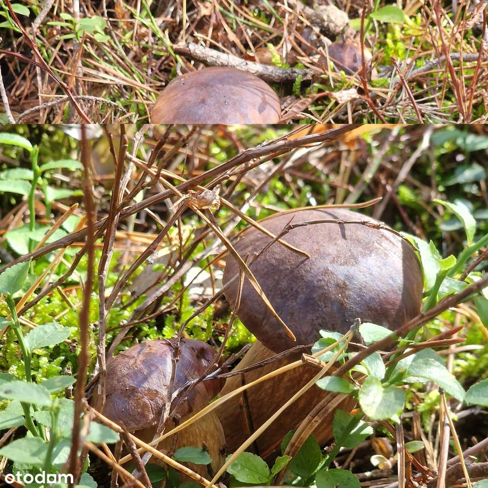 INWESTYCJA W MIEJSCE, DO KTÓREGO BĘDZIESZ WRACAĆ Z PRZYJEMNOŚCIĄ-6