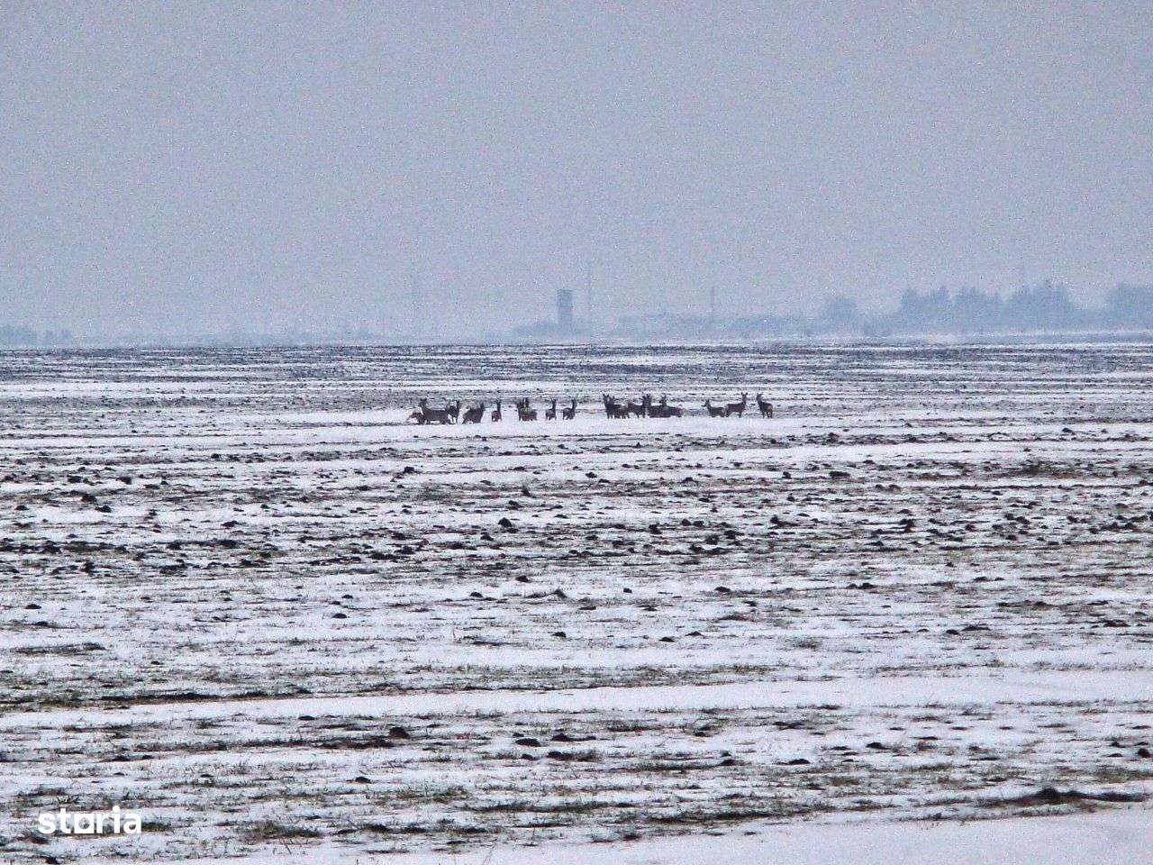 Teren intravilan. Zona Frumusani. POT & CUT foarte mari! Frumos.Natură-7