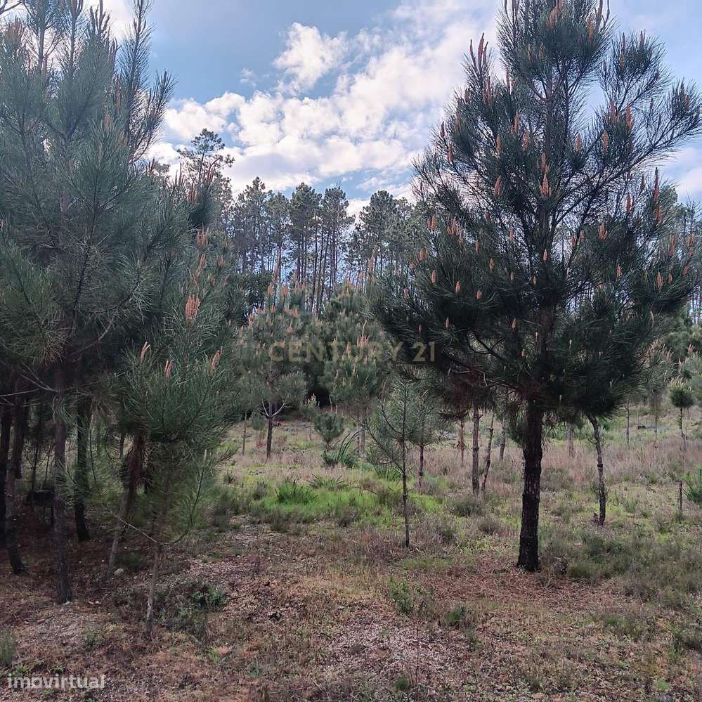 Pinhal à venda em ranhados, Viseu - Grande imagem: 5/6