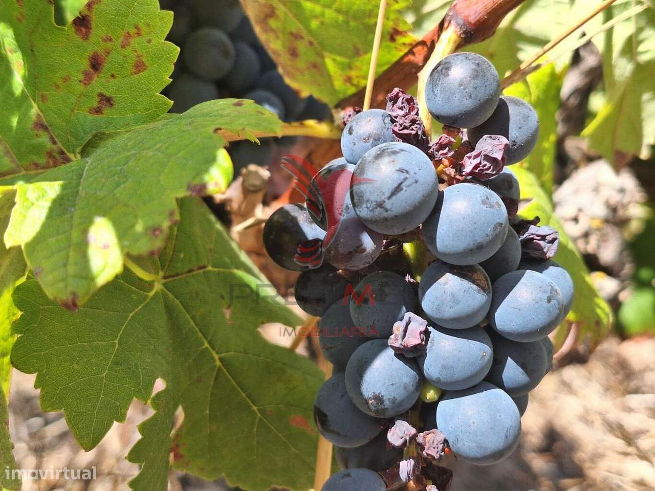 Terreno rústico, situado no Alto do Vale de Santarém - Grande imagem: 5/16