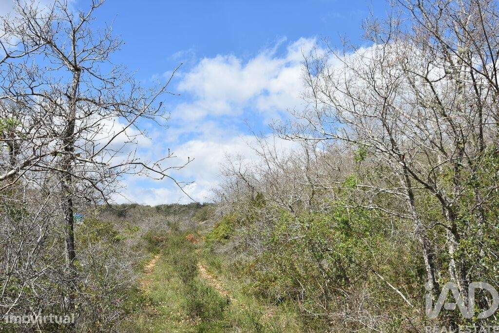 Terreno Agrícola em Chãos - Grande imagem: 5/18