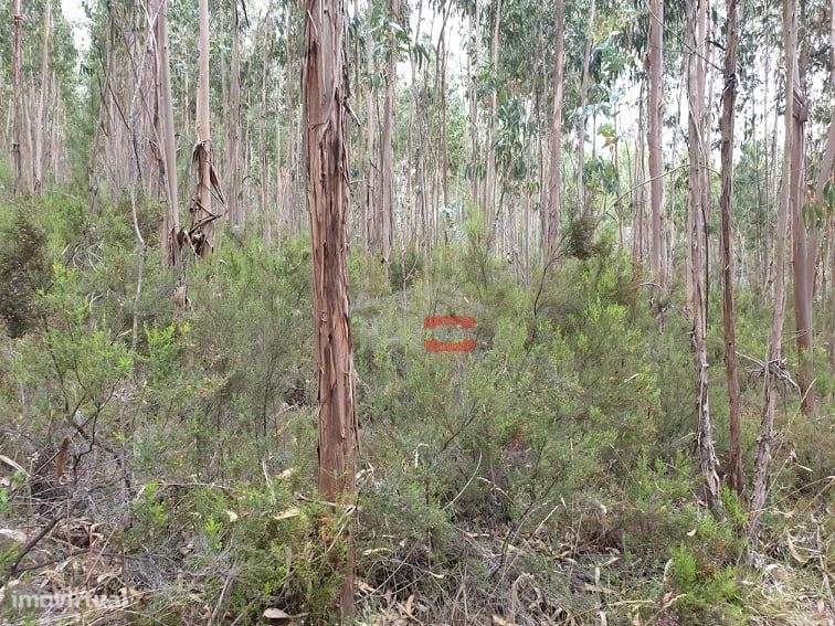 Terreno rústico com eucaliptos, Cercal, Ourém - Grande imagem: 4/5