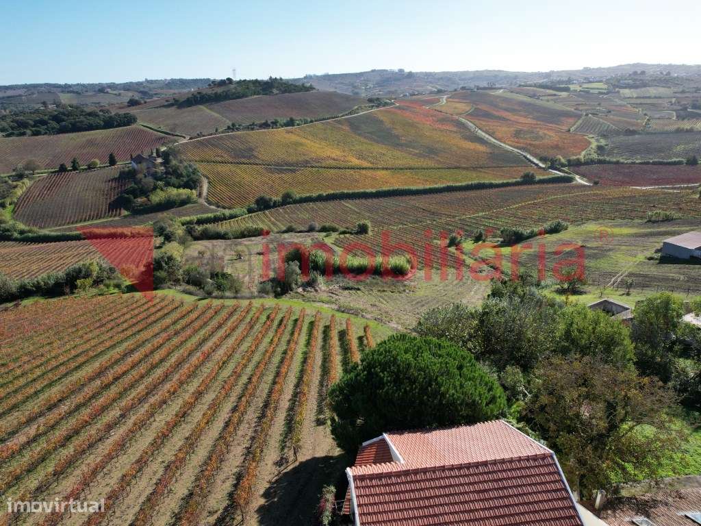 Moradia Rustica inserida numa Magnifica Paisagem Vinícola-4