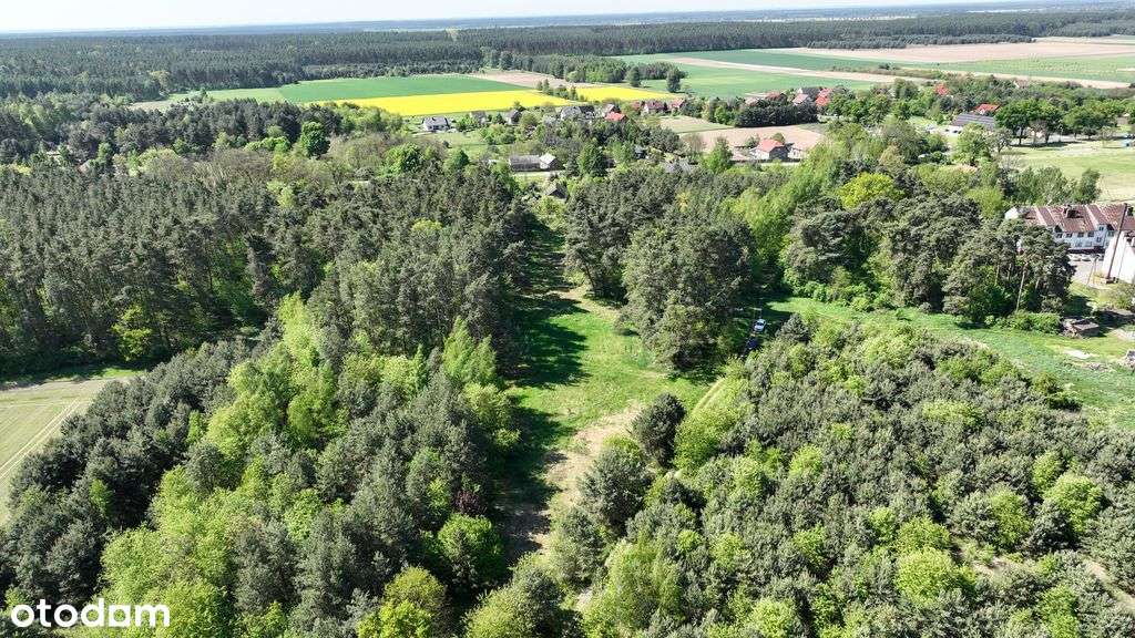 Malownicza dziłaka*4800 m2*Miłocice - Pełny obrazek: 4/6