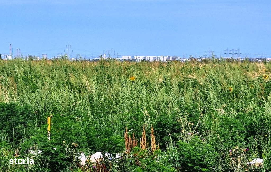 Vanzate Teren intravilan Cernica 4000MP-5