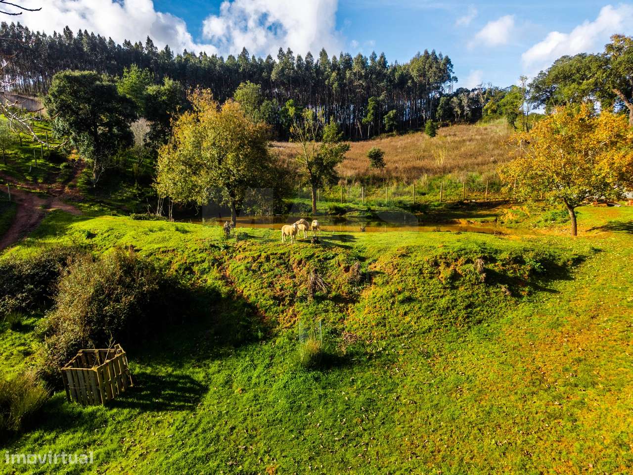 Moradia em ruínas num terreno de 10.699m2-14